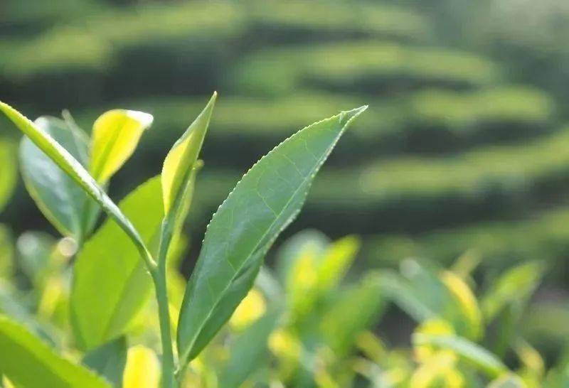 秋香氤氳漳平水仙，清心滌塵品茗思潔